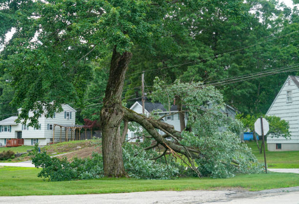 Best Tree Disease Treatment  in Princeton Meadows, NJ