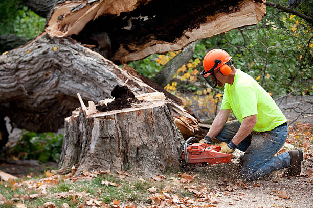 Best Lawn Grading and Leveling  in Princeton Meadows, NJ
