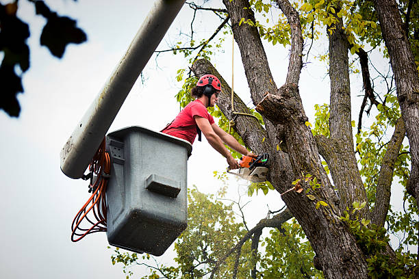 How Our Tree Care Process Works  in  Princeton Meadows, NJ